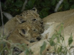 Western_Corridor_(Kirawira)2003-095